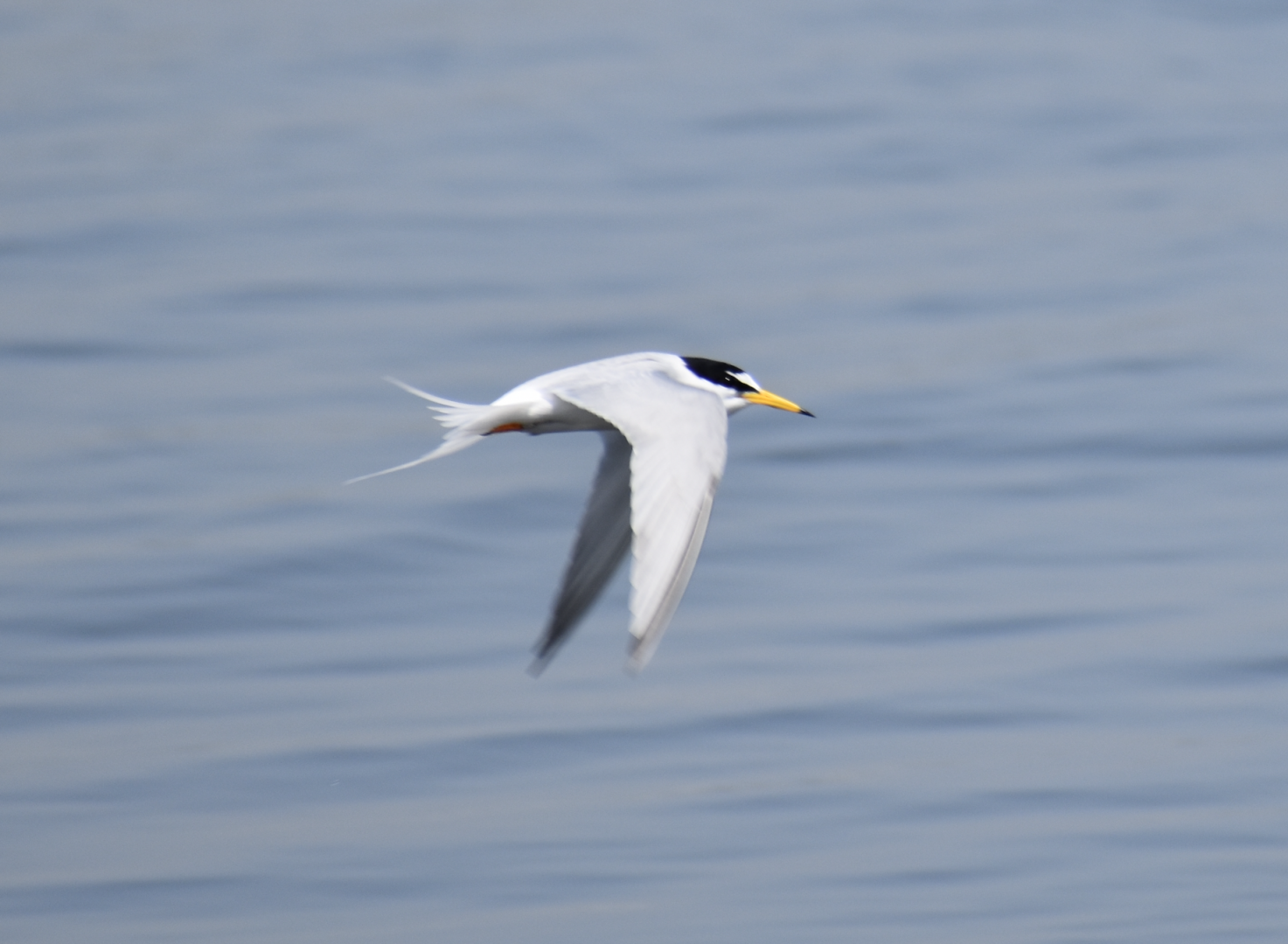 Little Tern ~ Kasai Rinkai Bird Sanctuary
