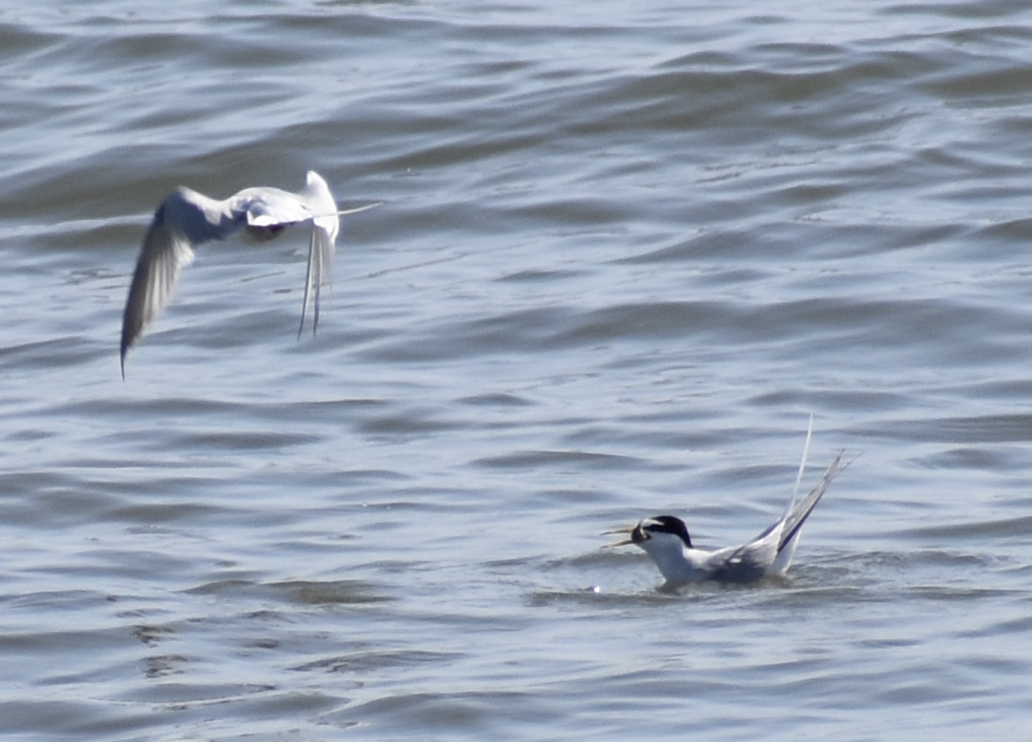 Little Tern ~ Kasai Rinkai Bird Sanctuary