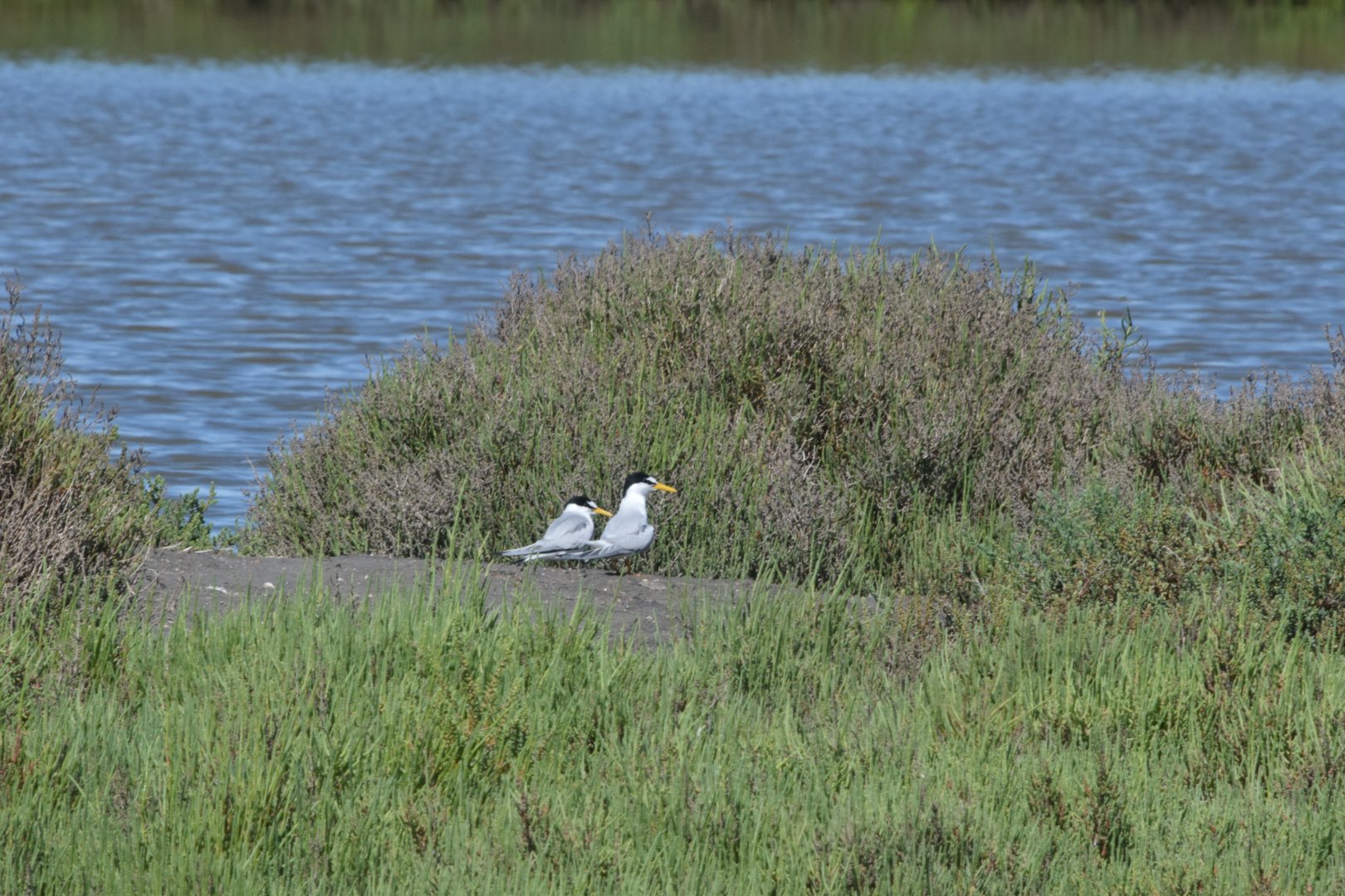 Little tern - Parc Ornithologique de Pont de Gau