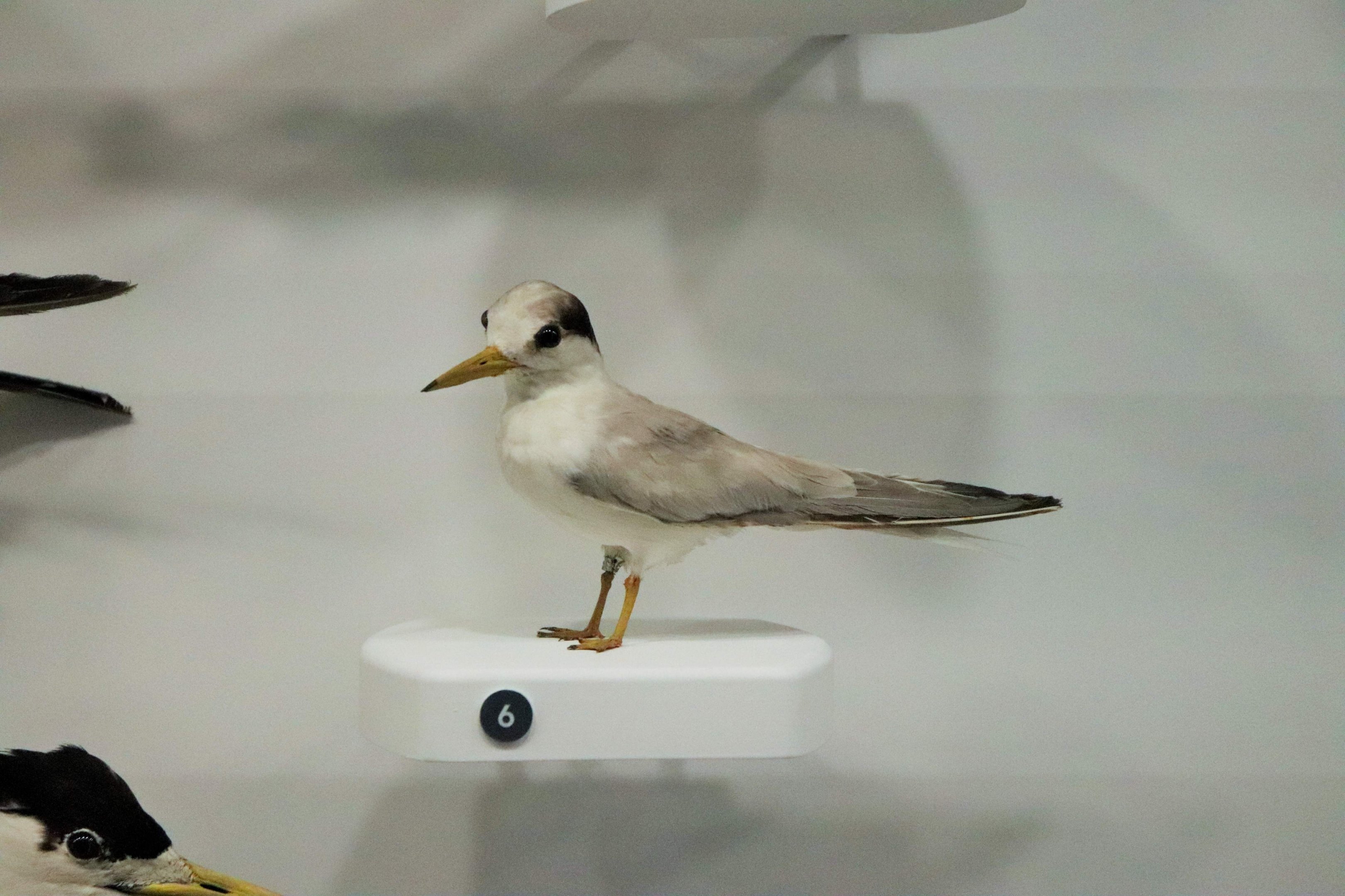 Little Tern (Sternula albifrons)