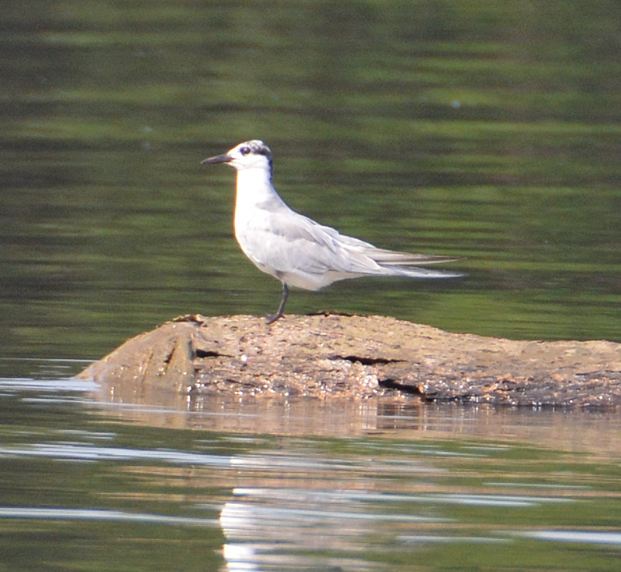 Little tern ?