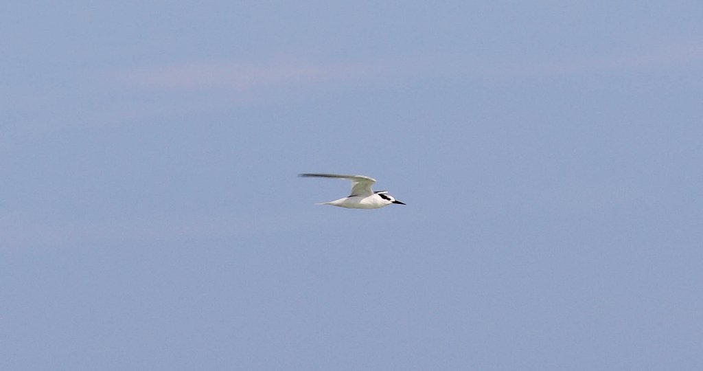 Little Tern