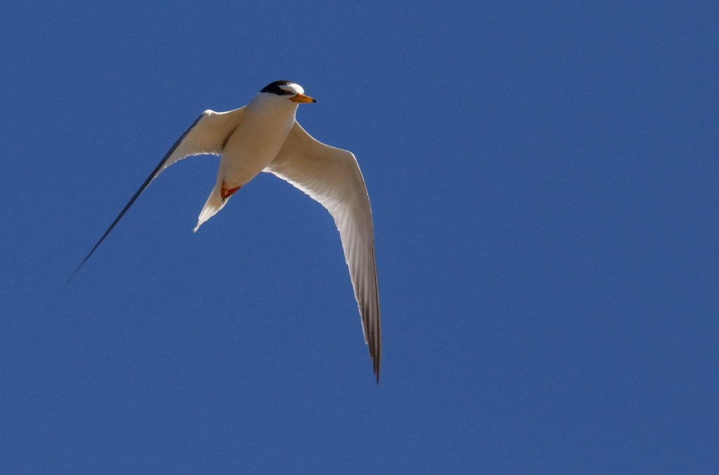 Little Tern