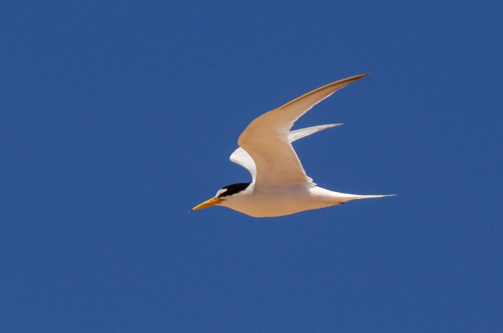 Little Tern