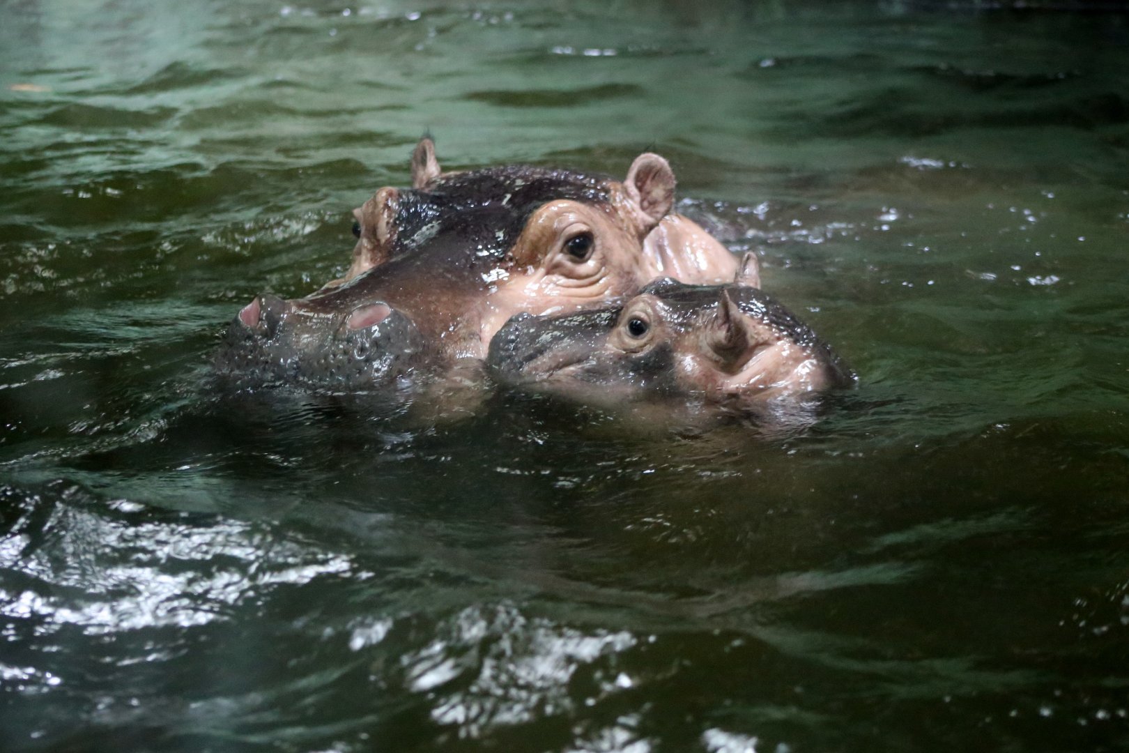 "Little Thing" with Her New Baby