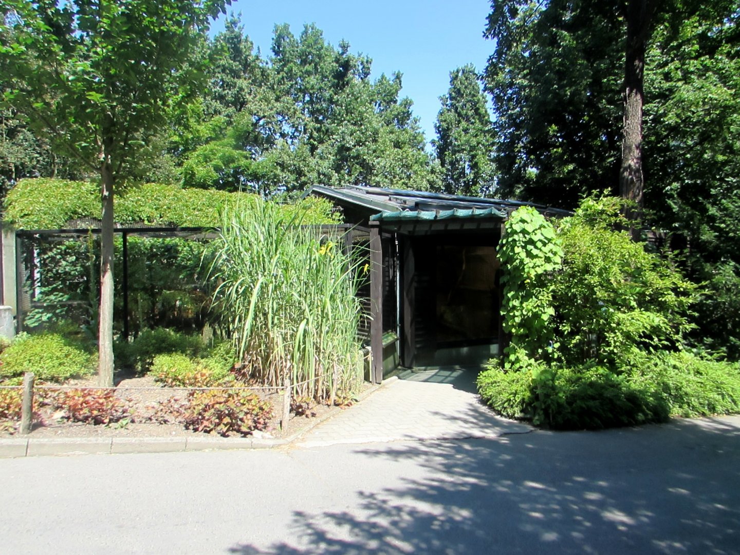 Little Tiger Cat (Oncilla) exhibition - July/2017