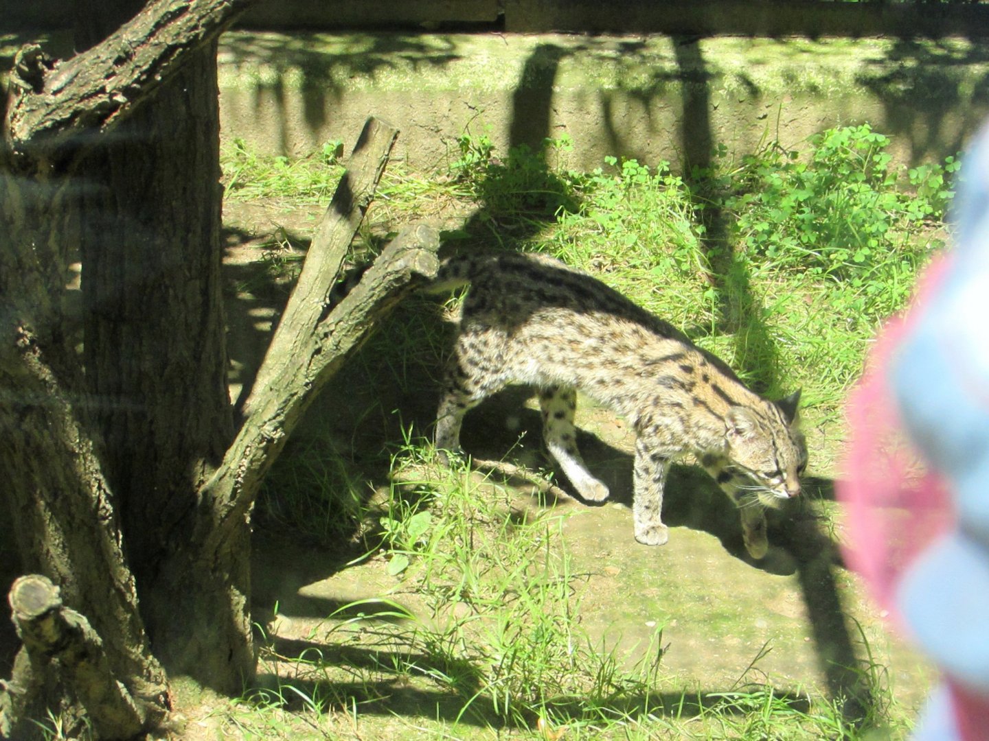 Little Tiger Cat (Oncilla) - July/2017