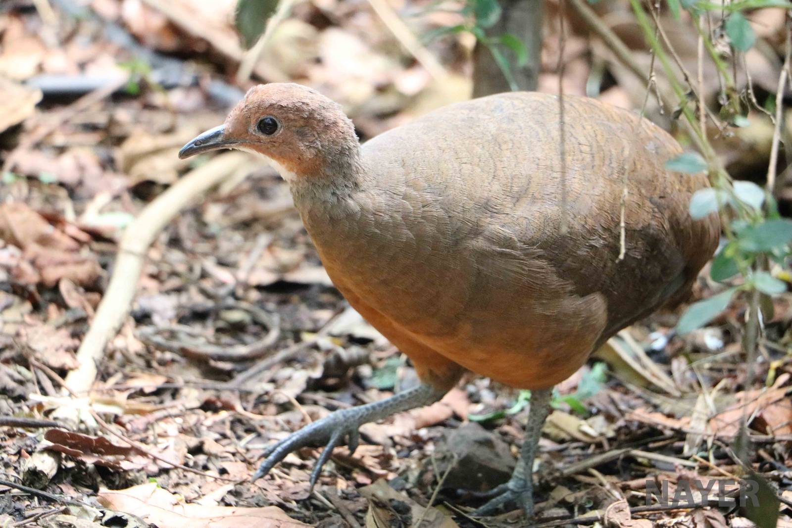 Little tinamou - Bioparque la Reserva, March 2016