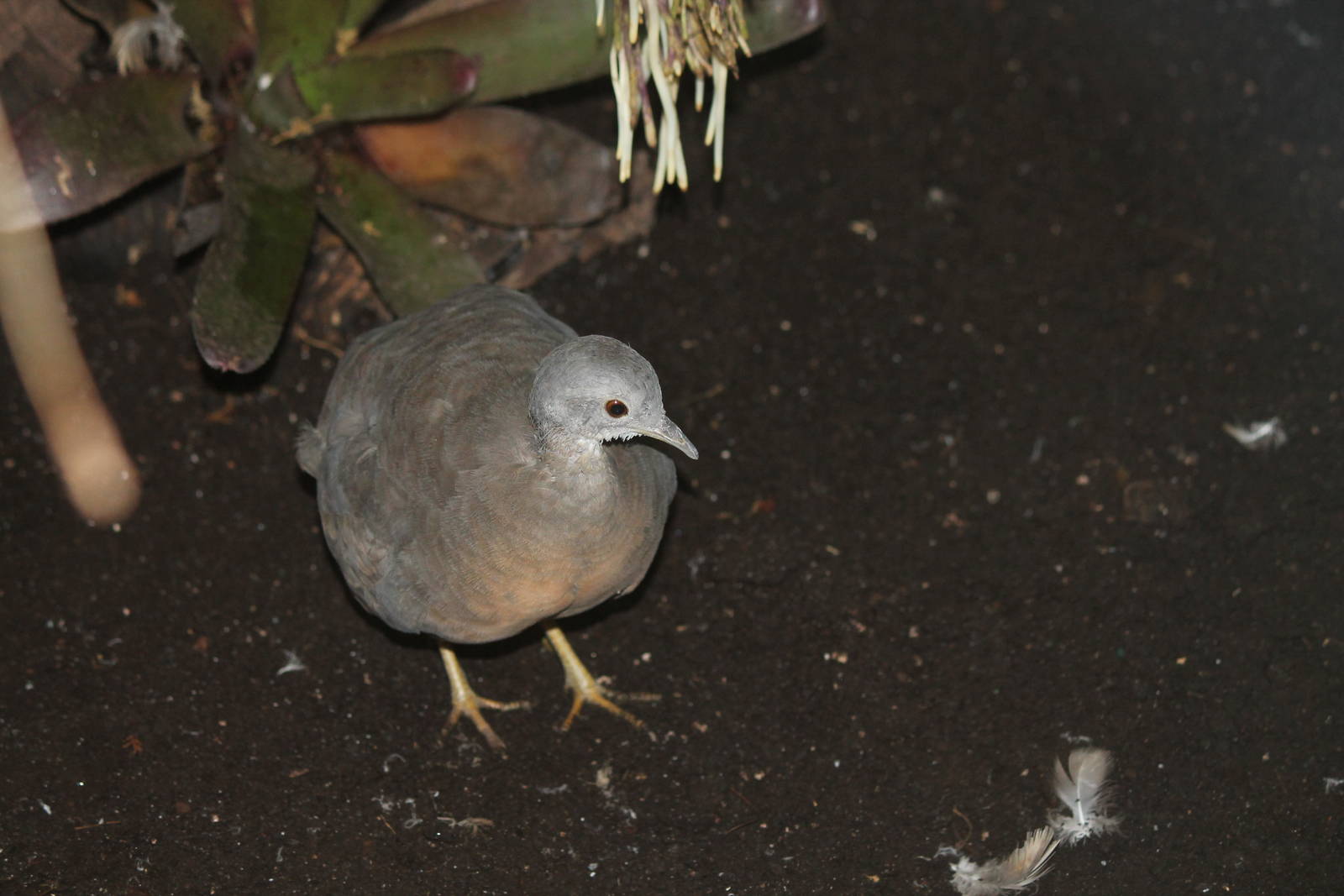 Little Tinamou
