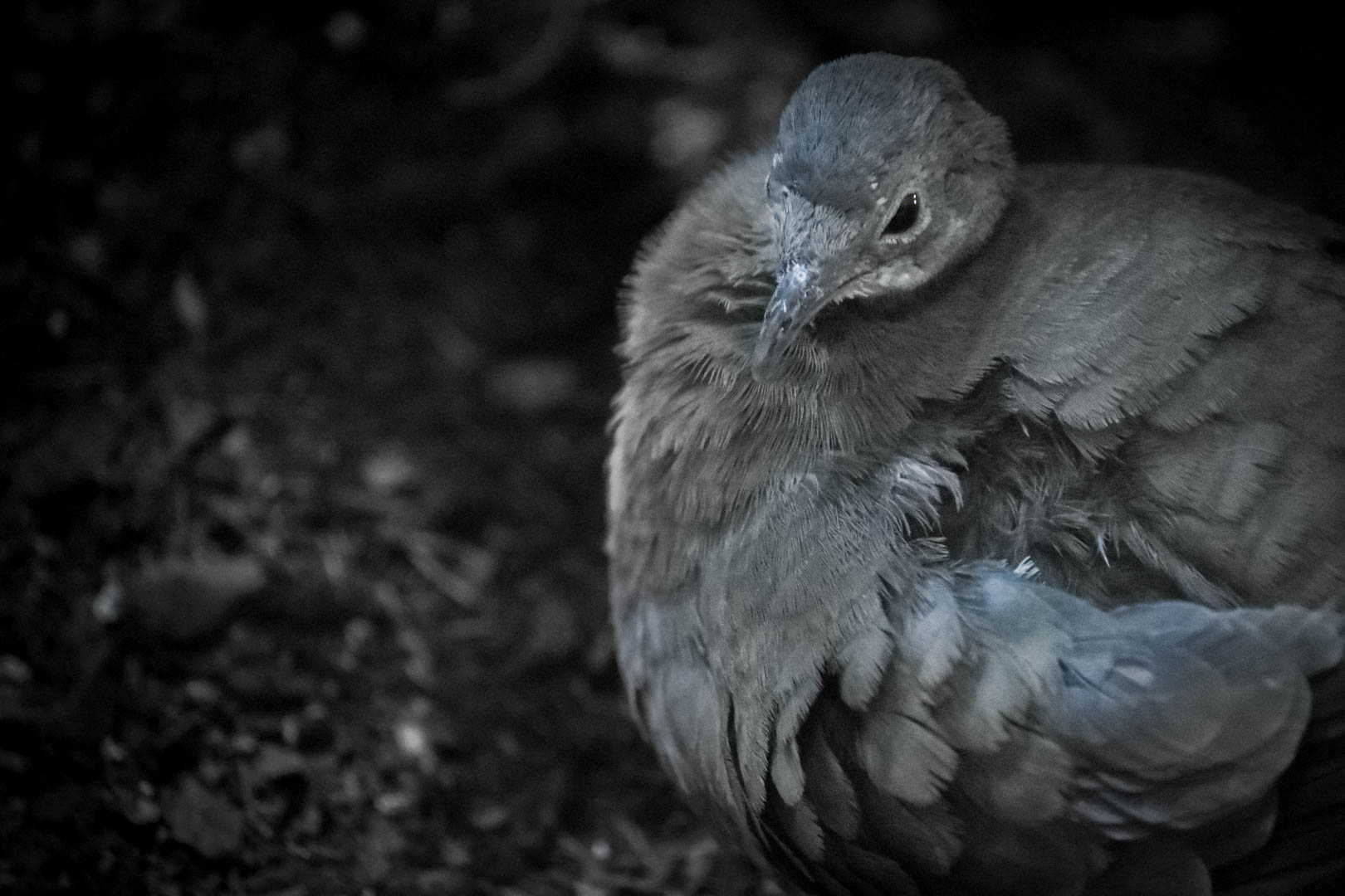 Little Tinamou