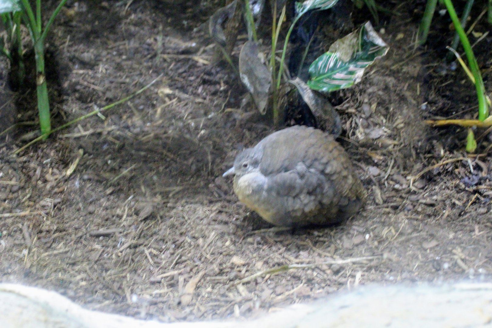 Little Tinamou