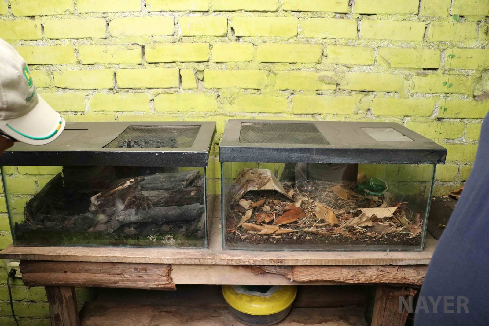 Little vivaria - Bioparque la Reserva, March 2016