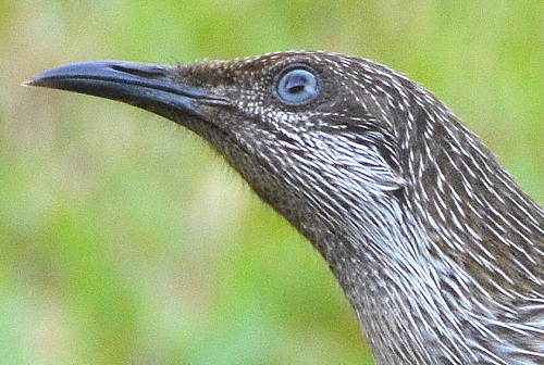 Little wattlebird portrait.