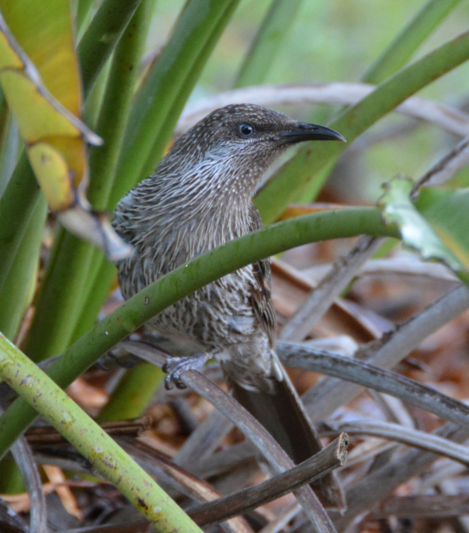 Little wattlebird