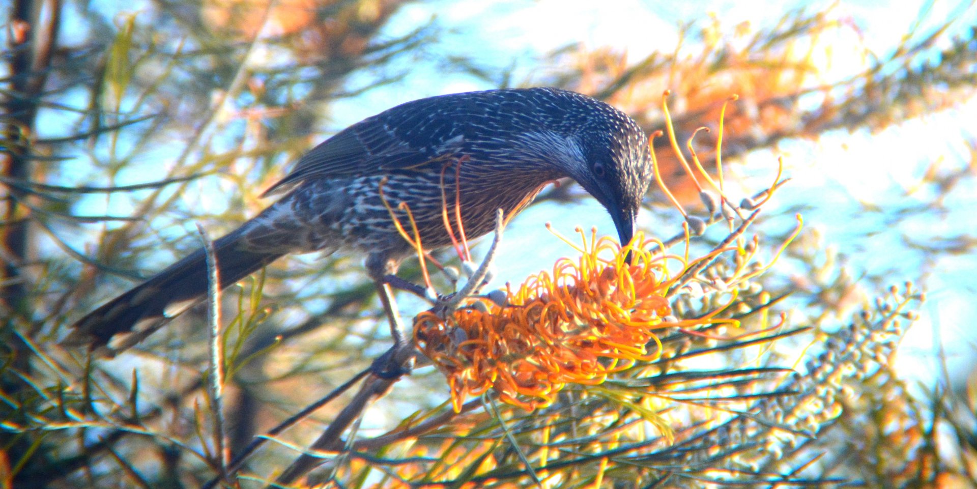 Little wattlebird