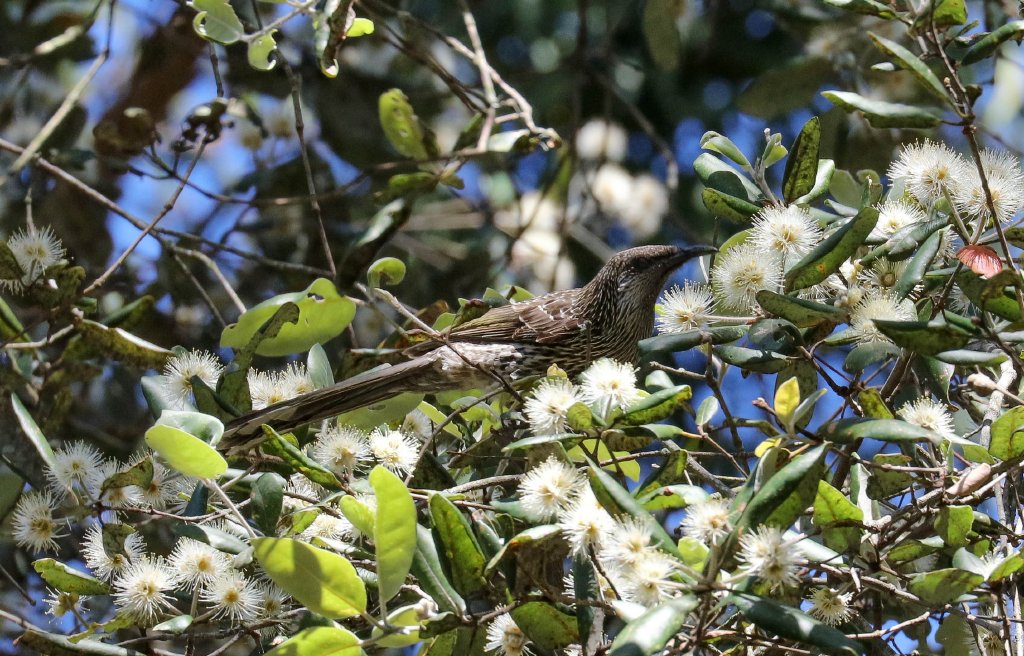 Little Wattlebird