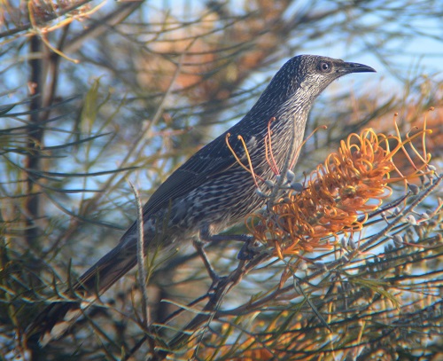 Little wattlebird