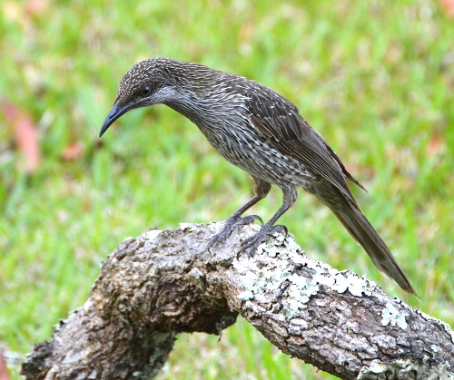 Little wattlebird