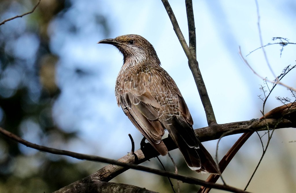 Little Wattlebird