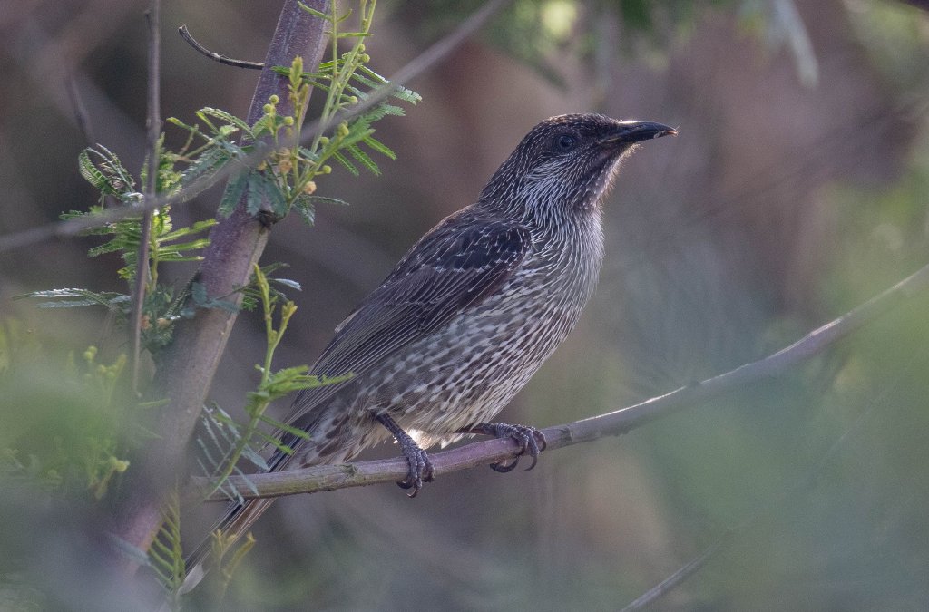 Little Wattlebird