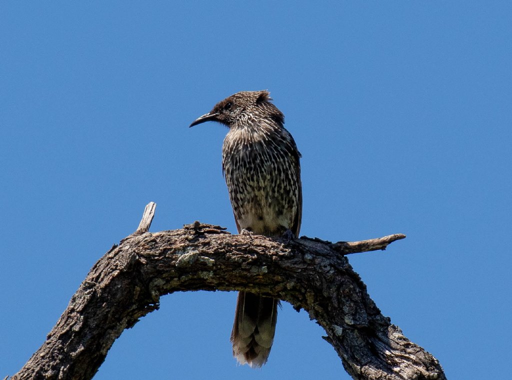Little Wattlebird
