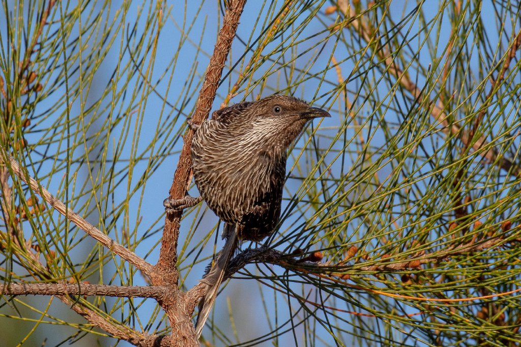 Little Wattlebird