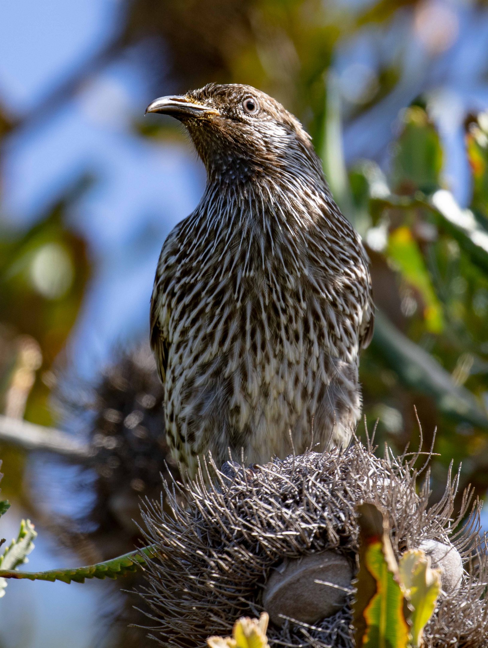 Little Wattlebird