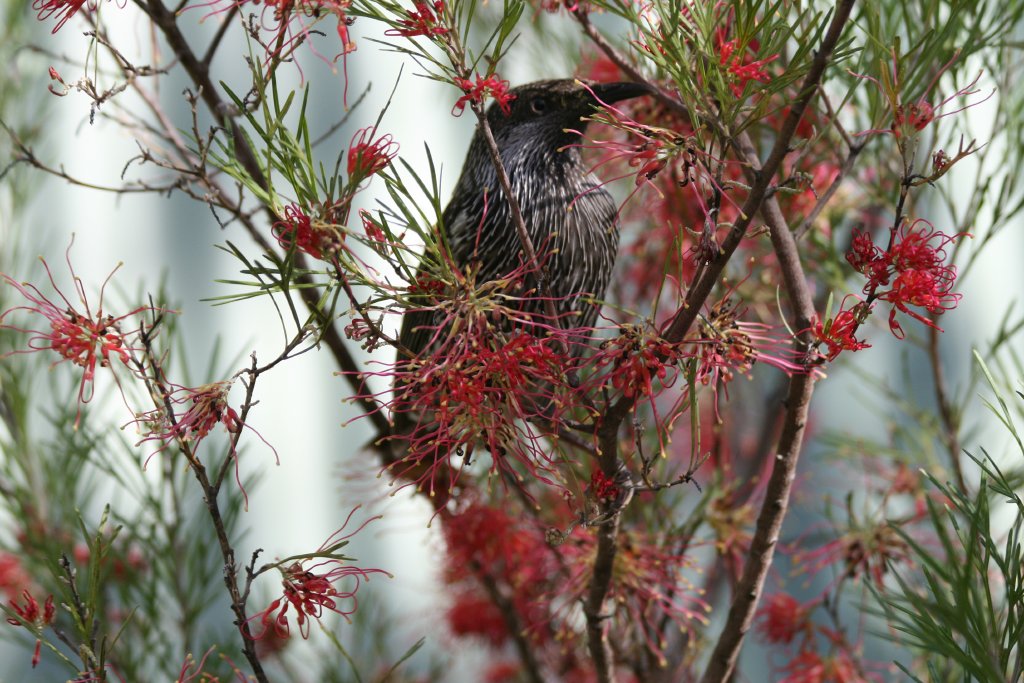 Little Wattlebird