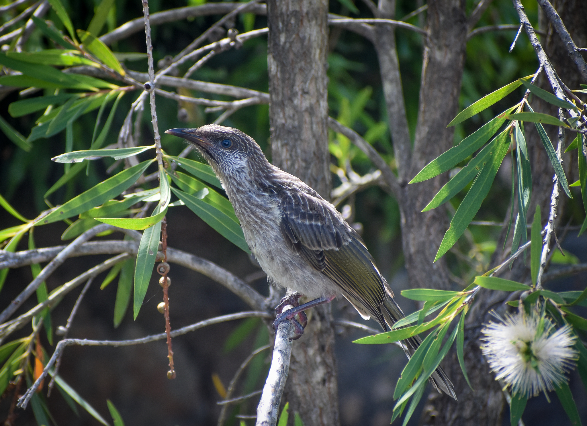 Little Wattlebird