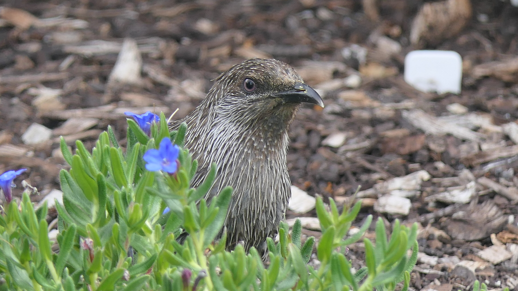 Little Wattlebird