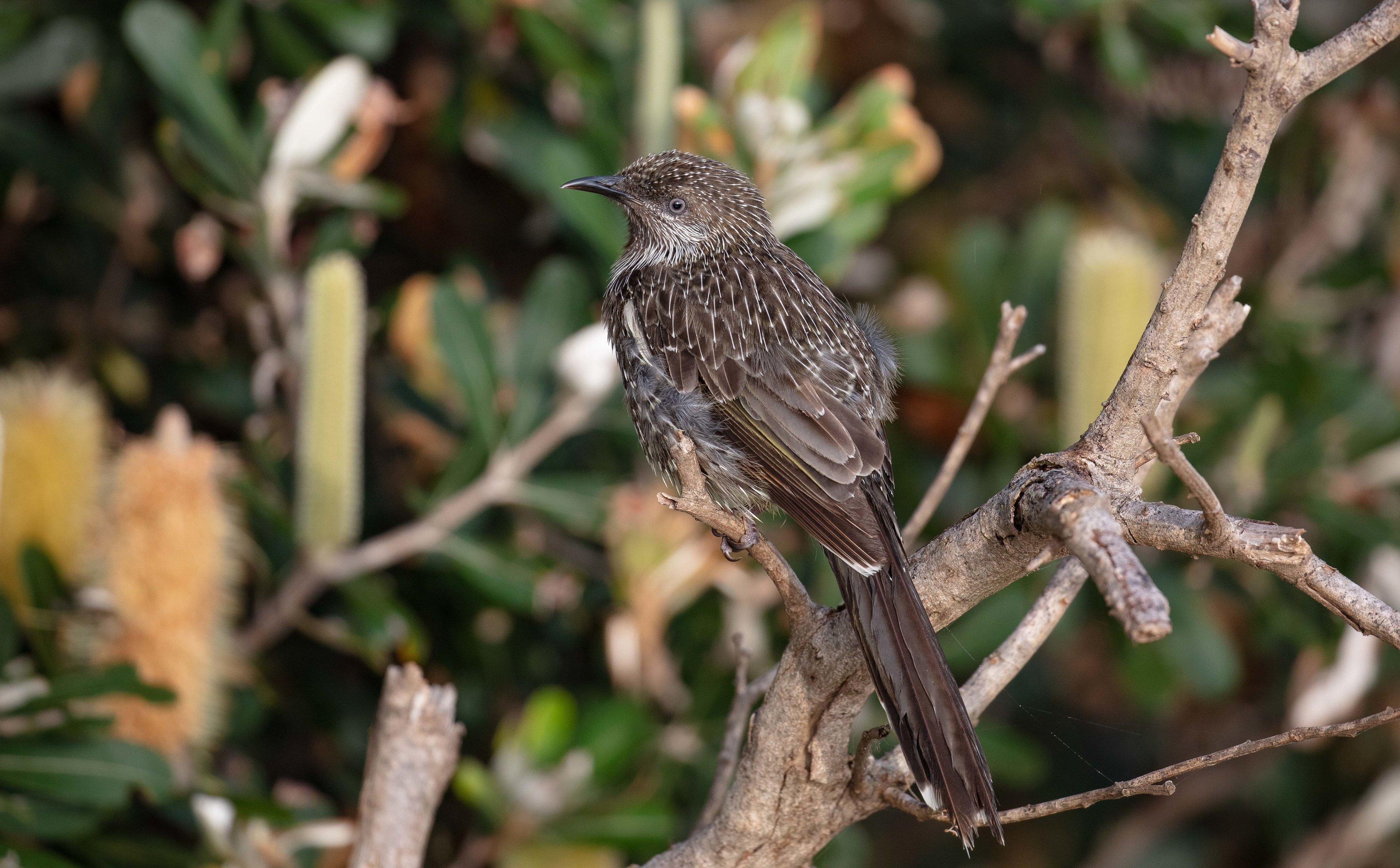 Little Wattlebird