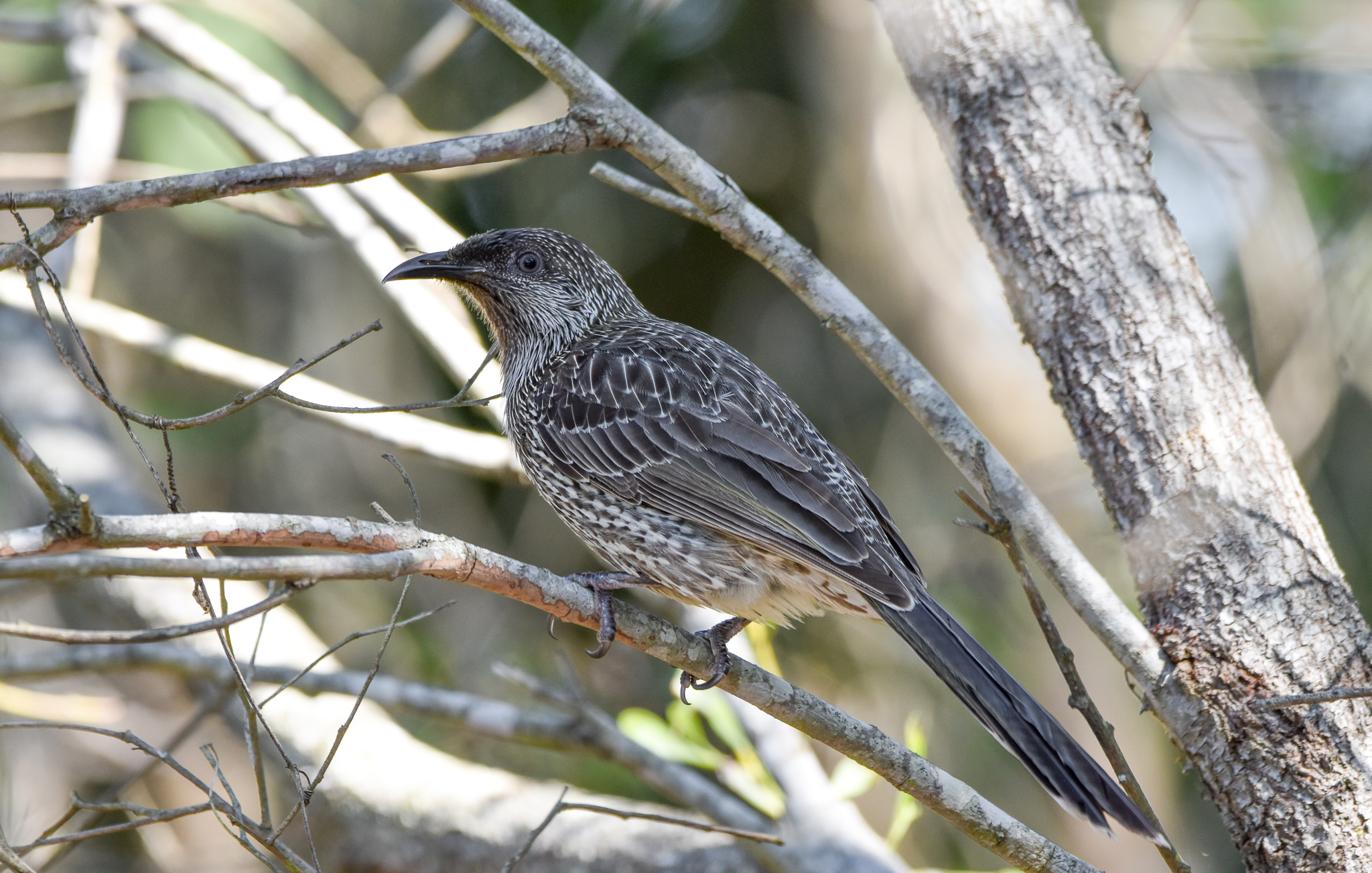 Little Wattlebird