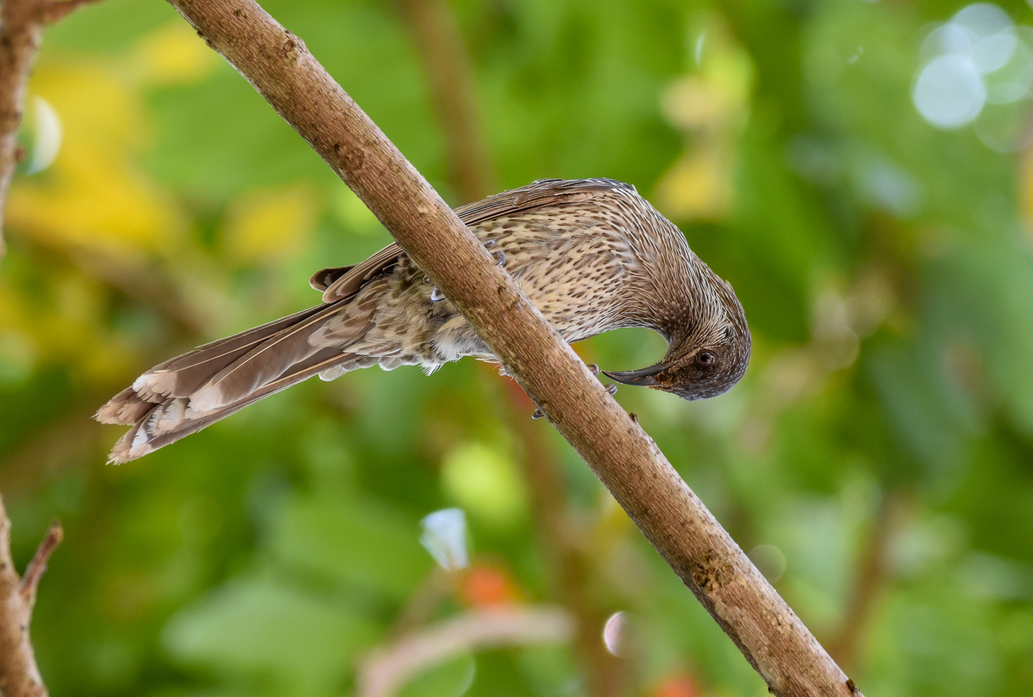 Little Wattlebird