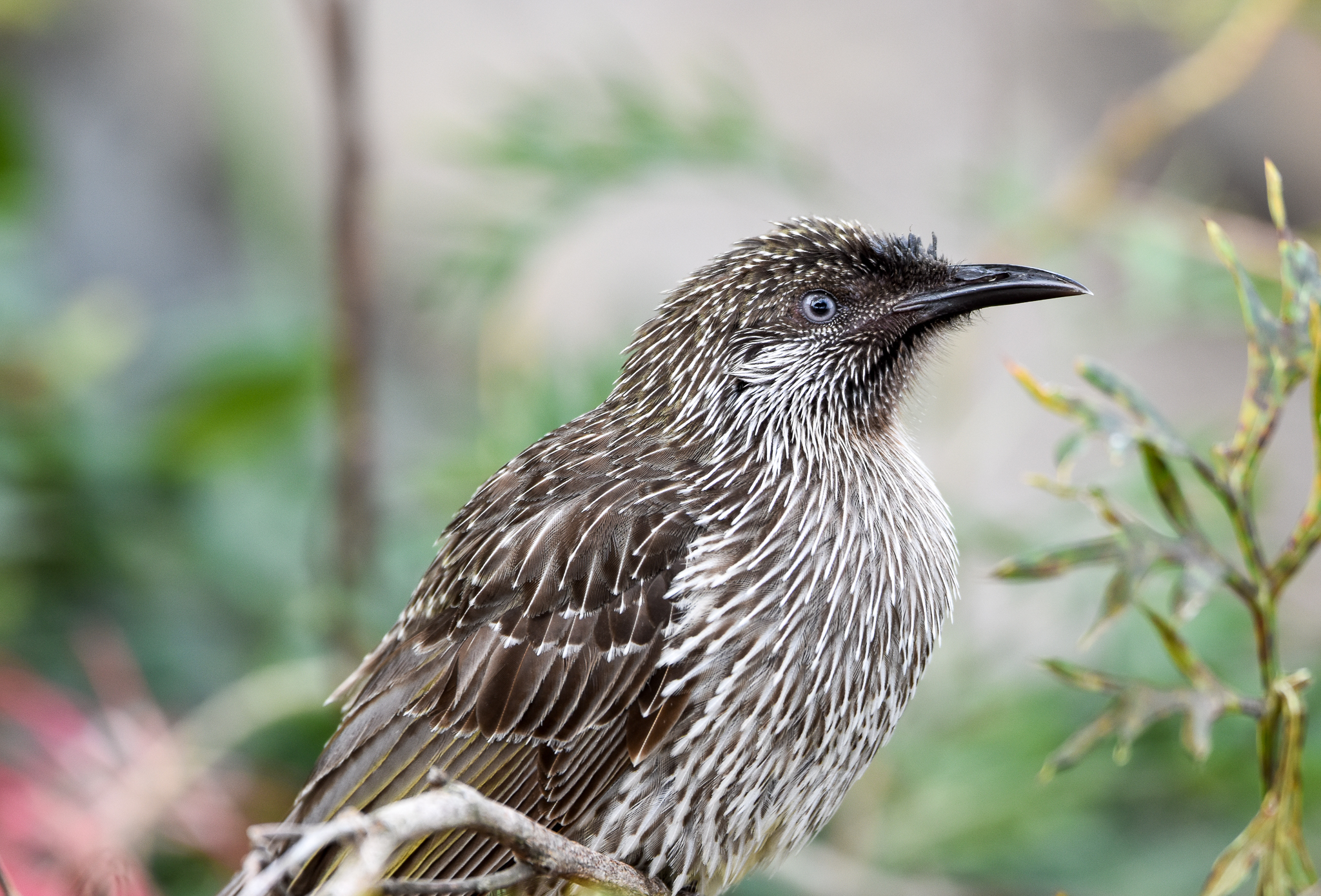 Little Wattlebird