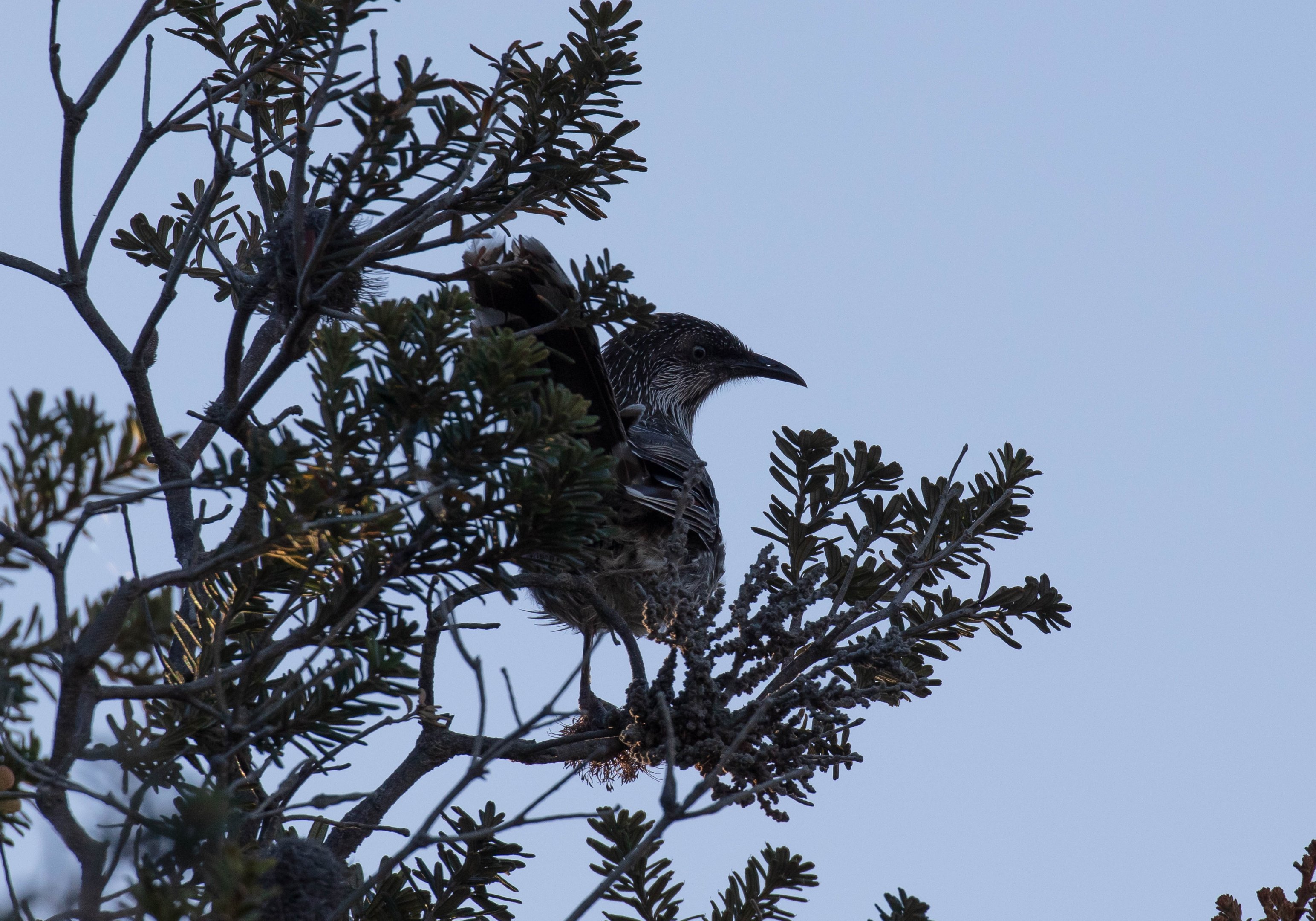 Little Wattlebird