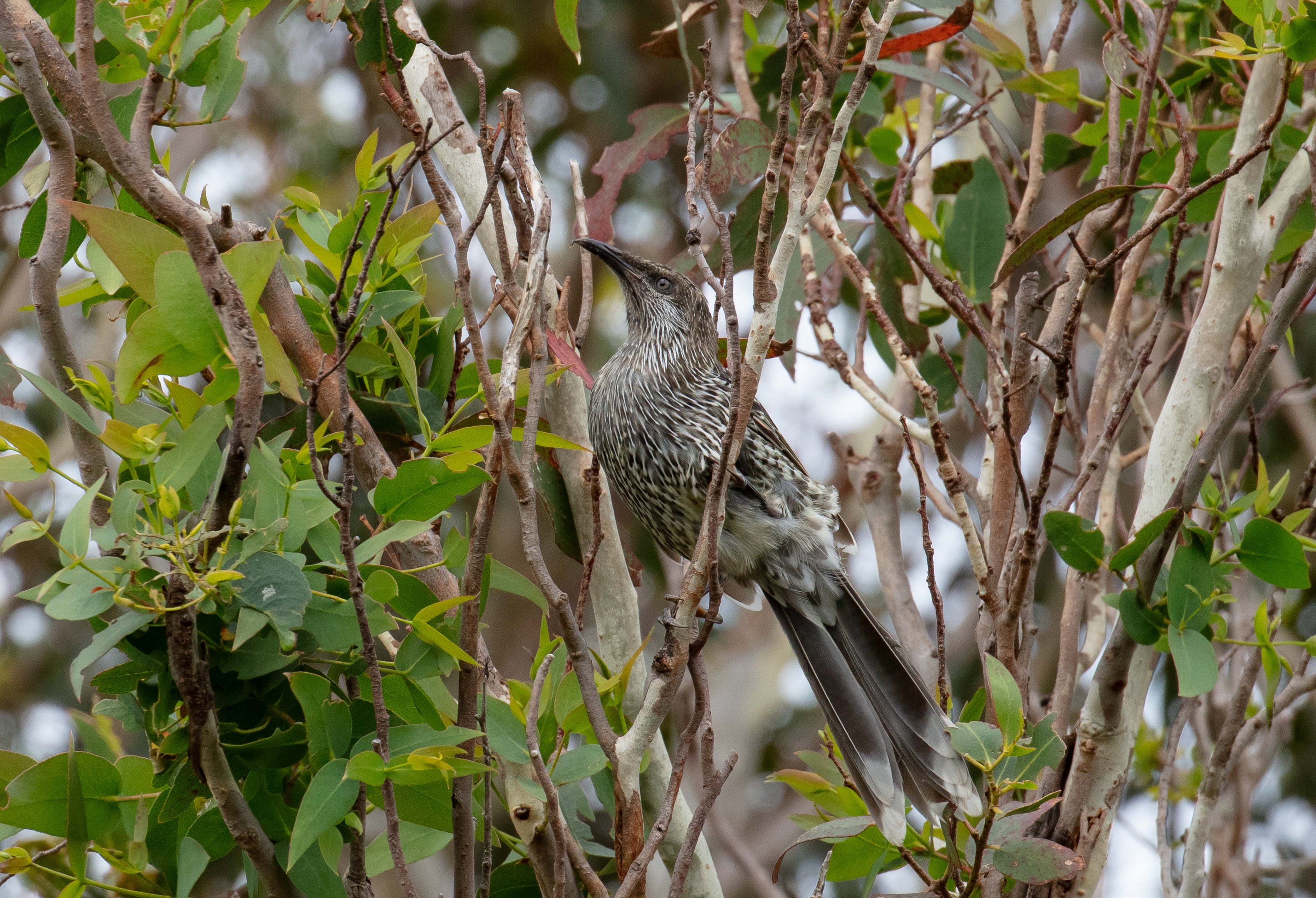 Little Wattlebird
