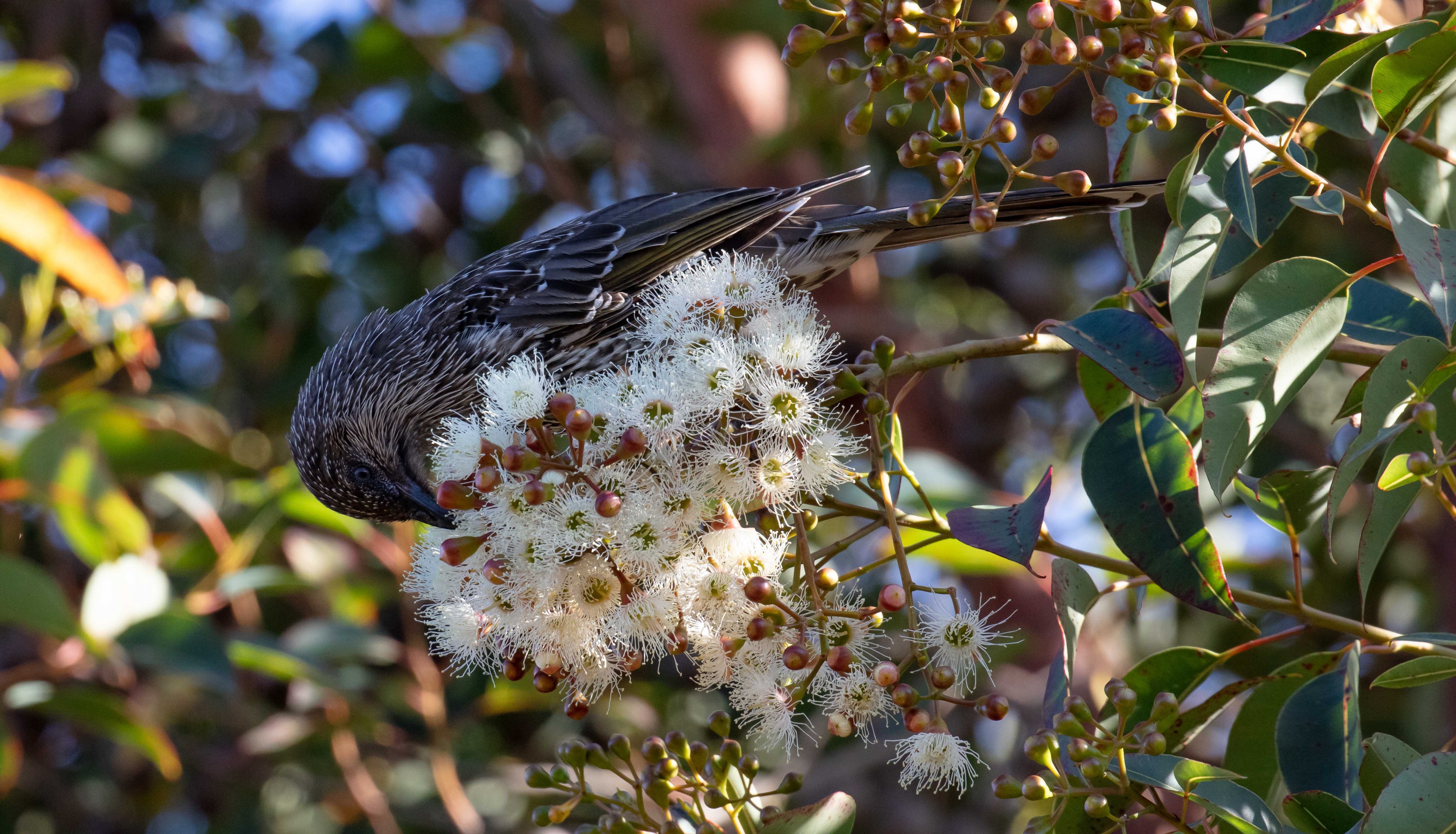Little Wattlebird