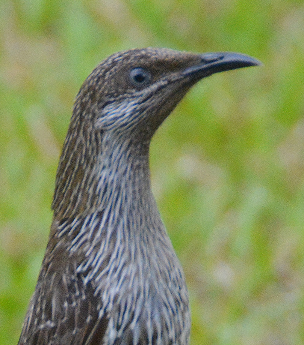 Little wattlebird