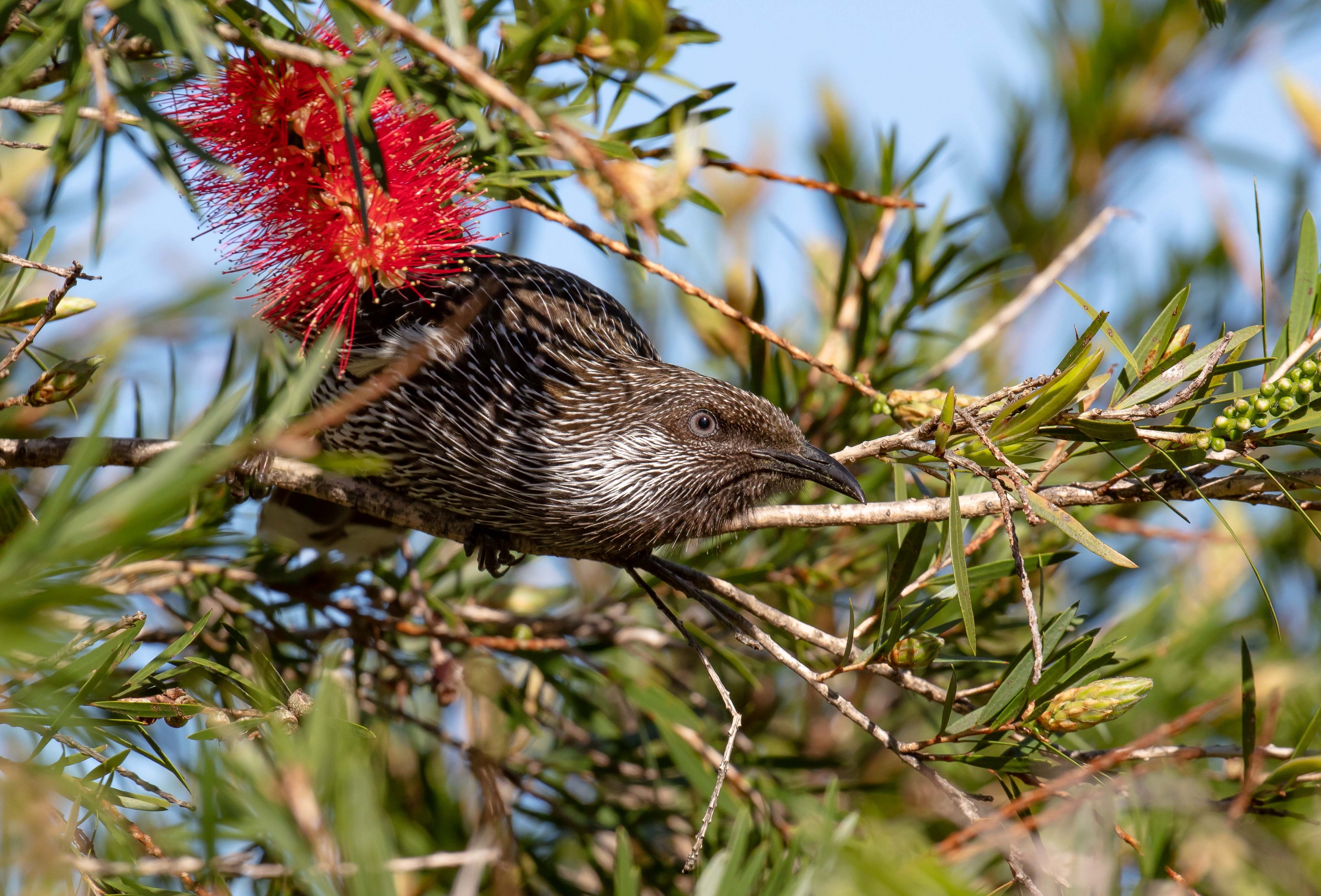 Little Wattlebird