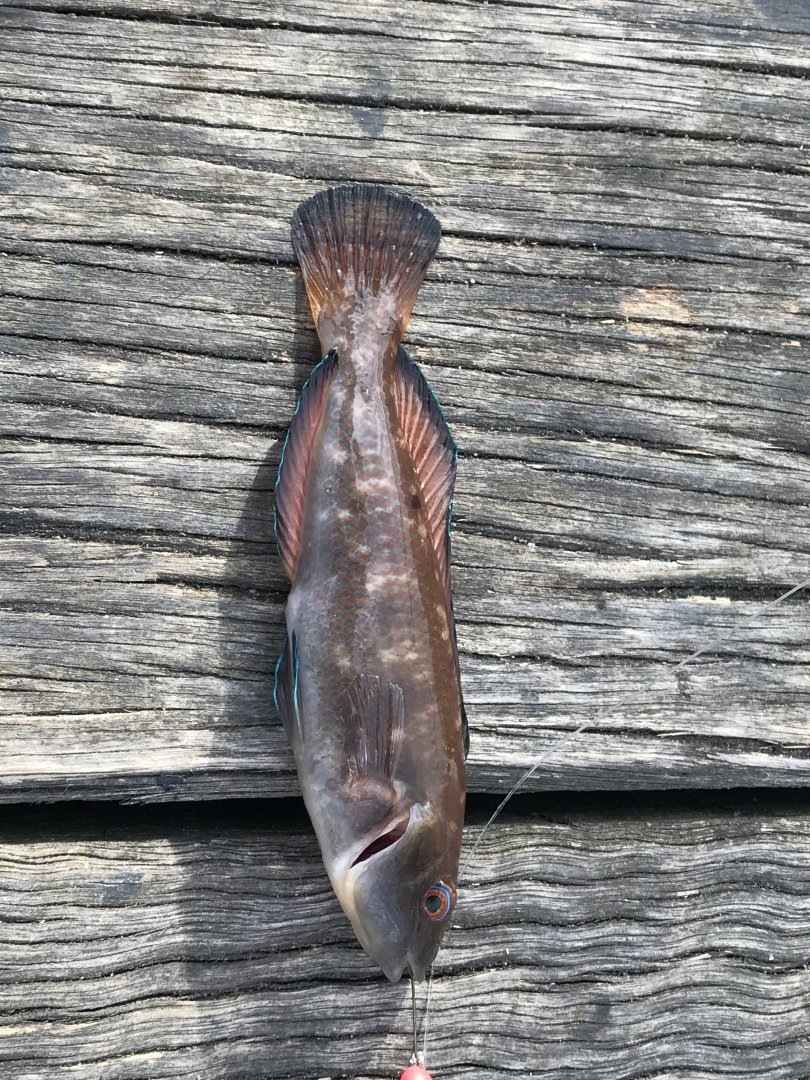 Little Weed Whiting (Neoodax balteatus)