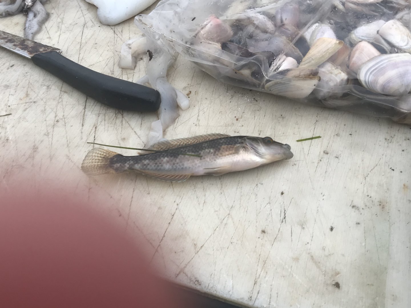 Little Weed Whiting