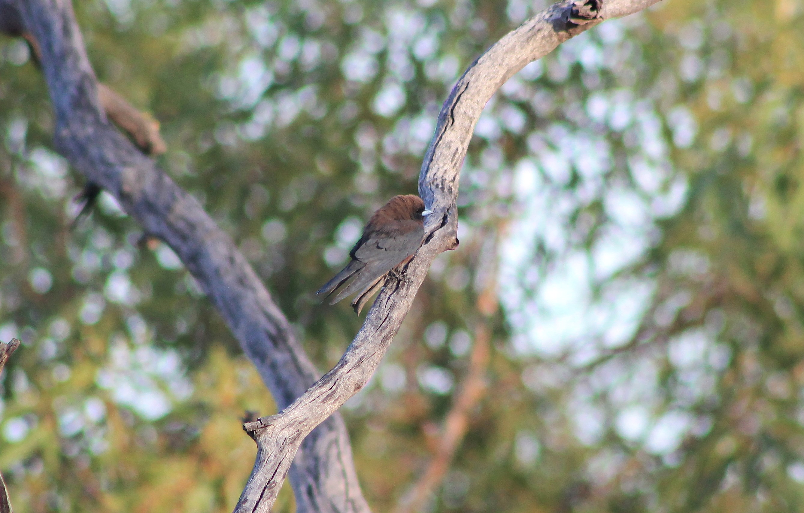 Little Woodswallow (Artamus minor)