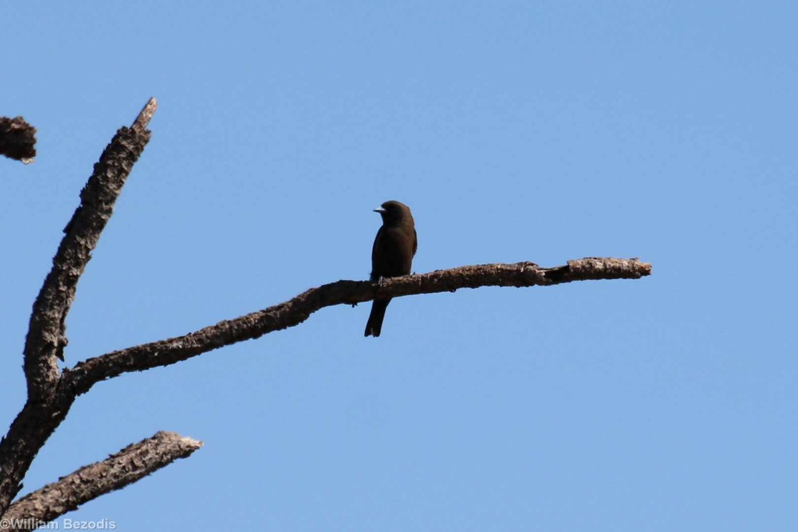 Little Woodswallow - Kakadu