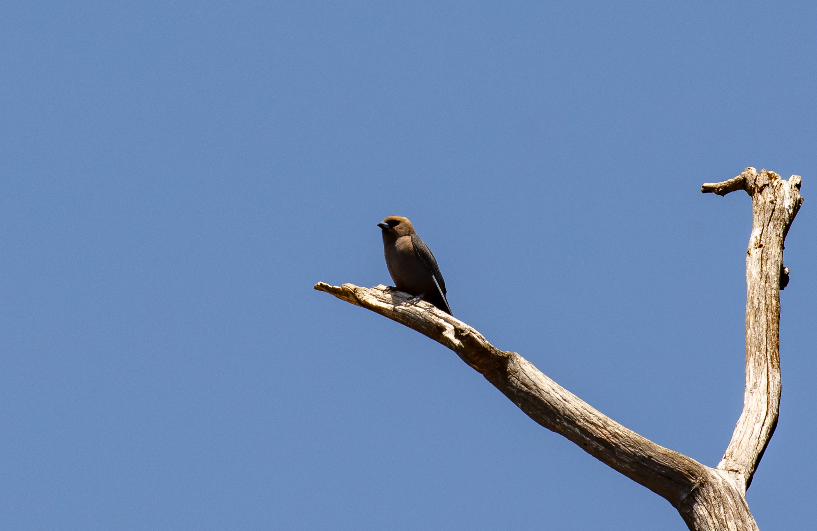 Little Woodswallow