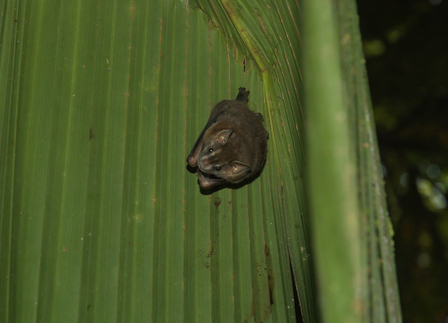 Little Yellow-eared Bat (Vampyressa thyone)