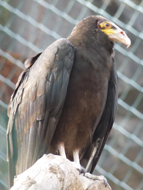 Little Yellow head vulture