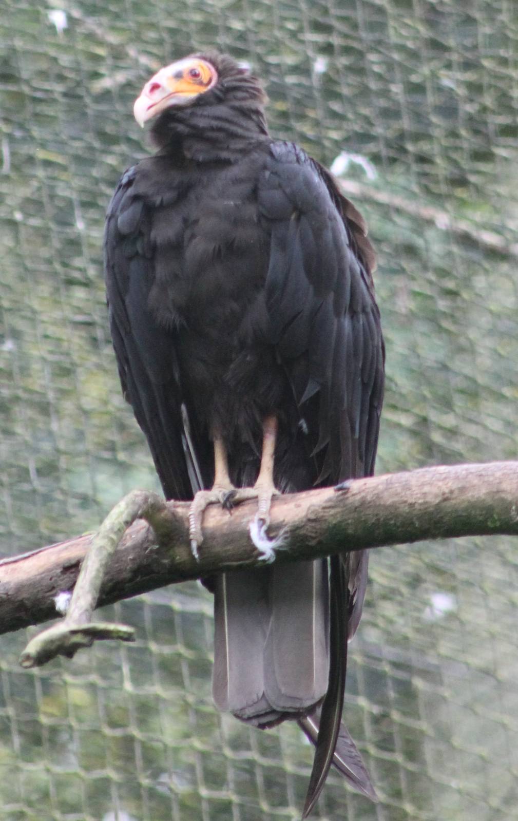 Little Yellow-headed vulture