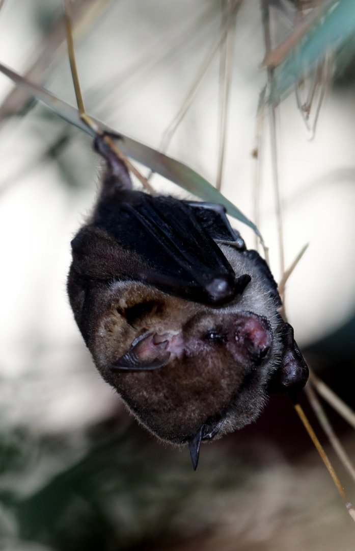 little yellow-shouldered bat (Sturnira lilium)