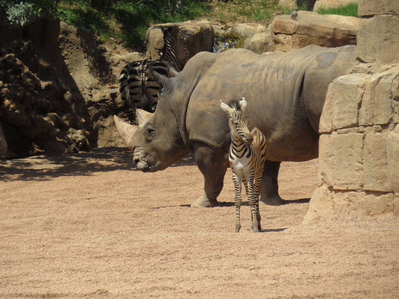 Little zebra, giant rhino, June 2015