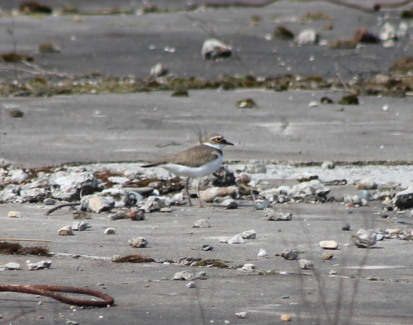 Littlle banded plover